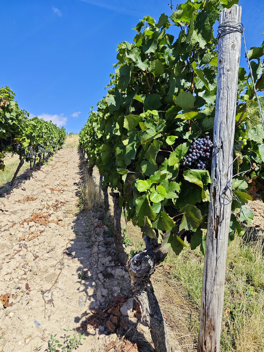 Suche Weinberg  Reebfläche zum Kauf oder Pacht
