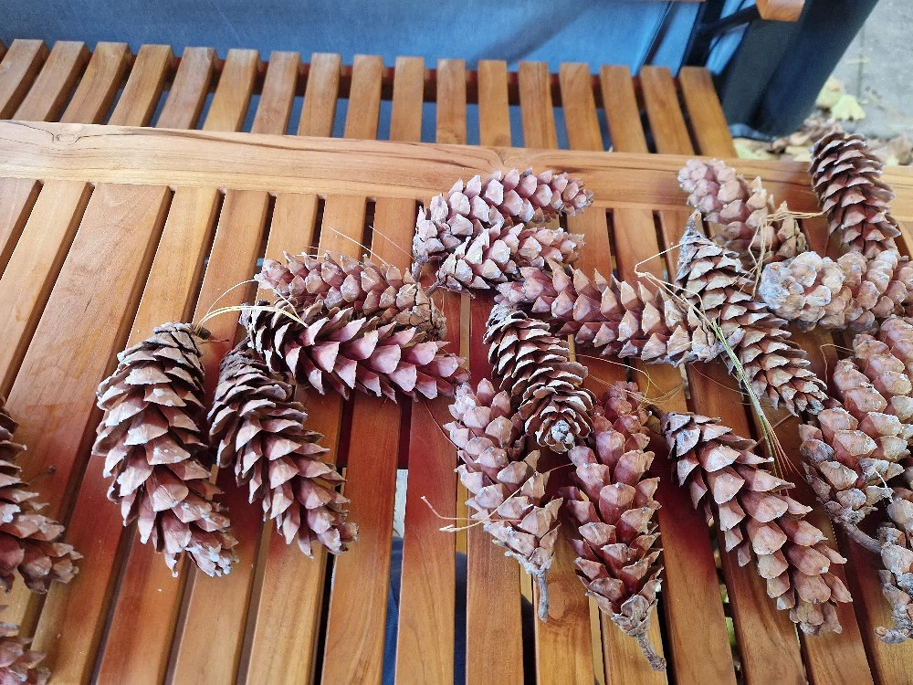 Deco Zapfen 