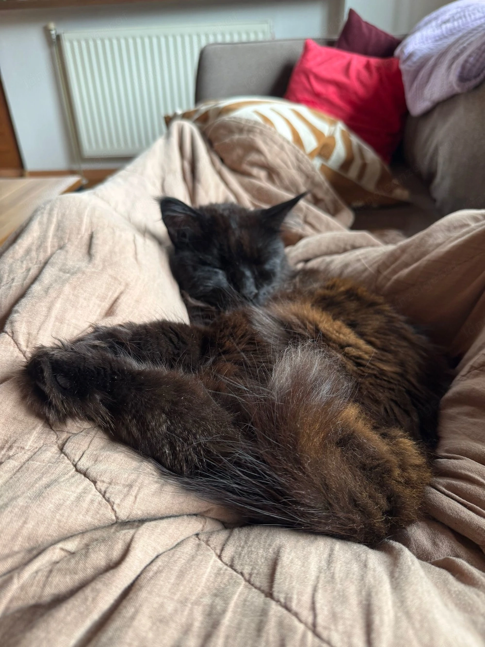 Katze sucht liebevolles Zuhause