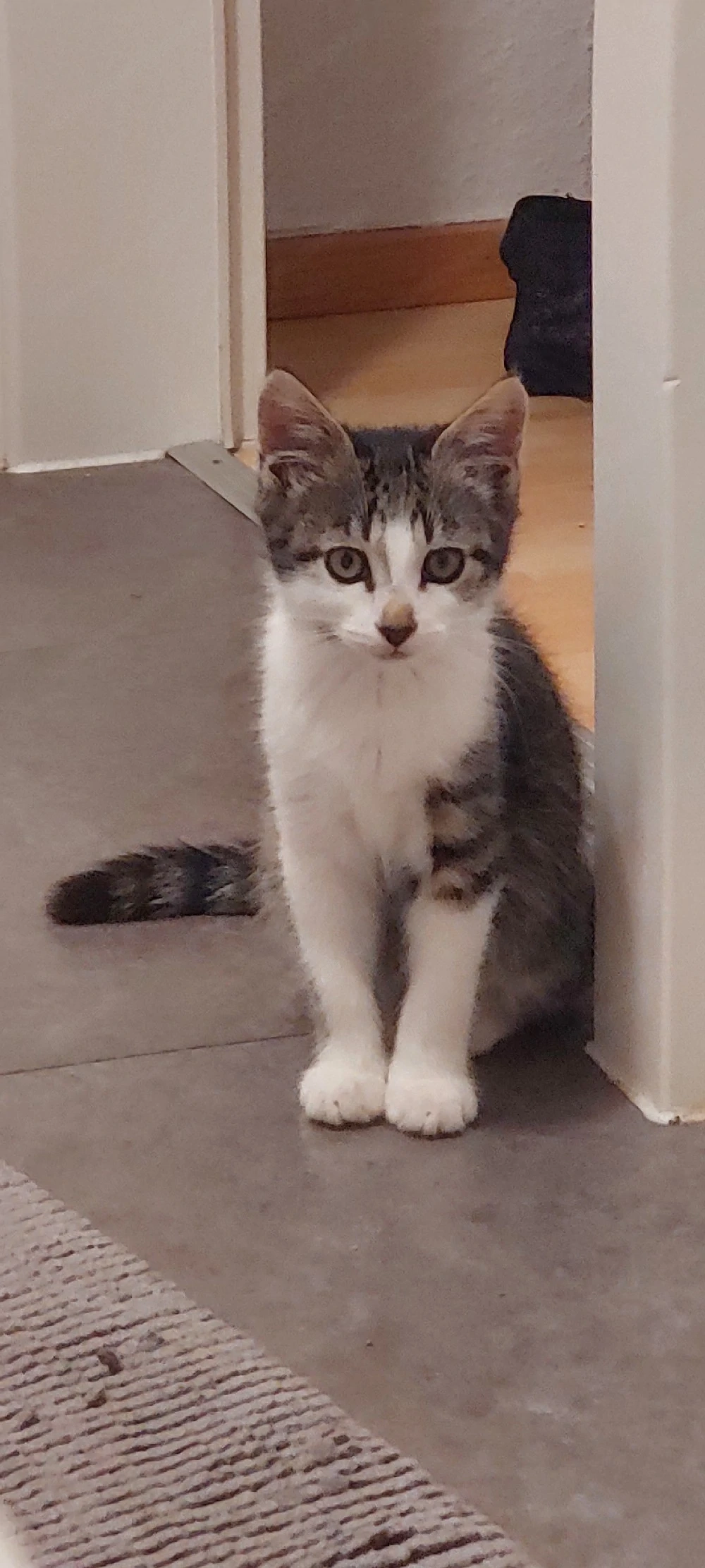 I   Süßer, verspielter Kater sucht ein liebevolles Zuhause