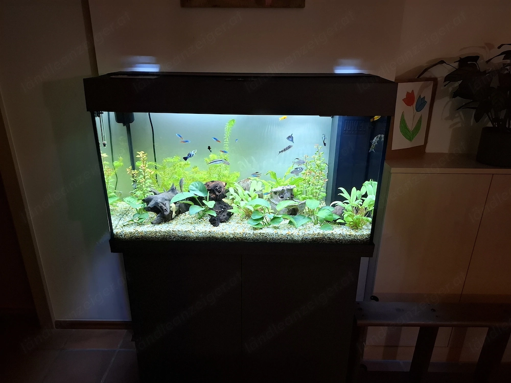 Juwel Aquarium mit Unterschrank