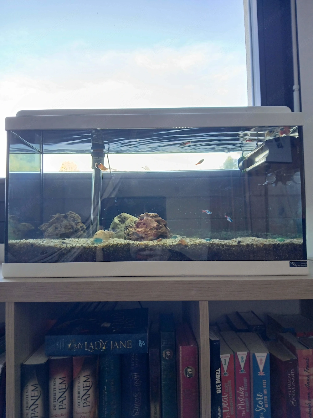 Aquarium mit Fischen 