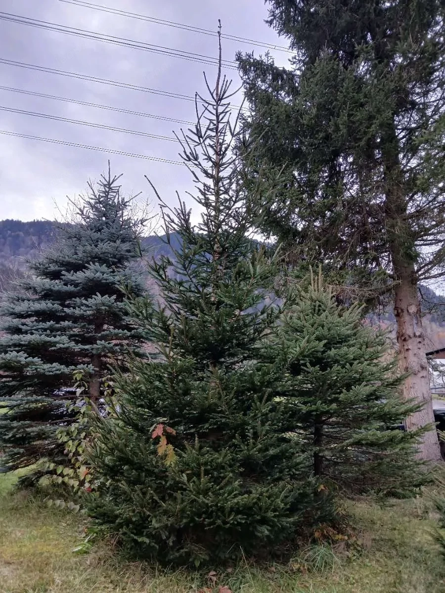 Weihnachtsbaum Christbaum ab 3 m bis ca. 8 m