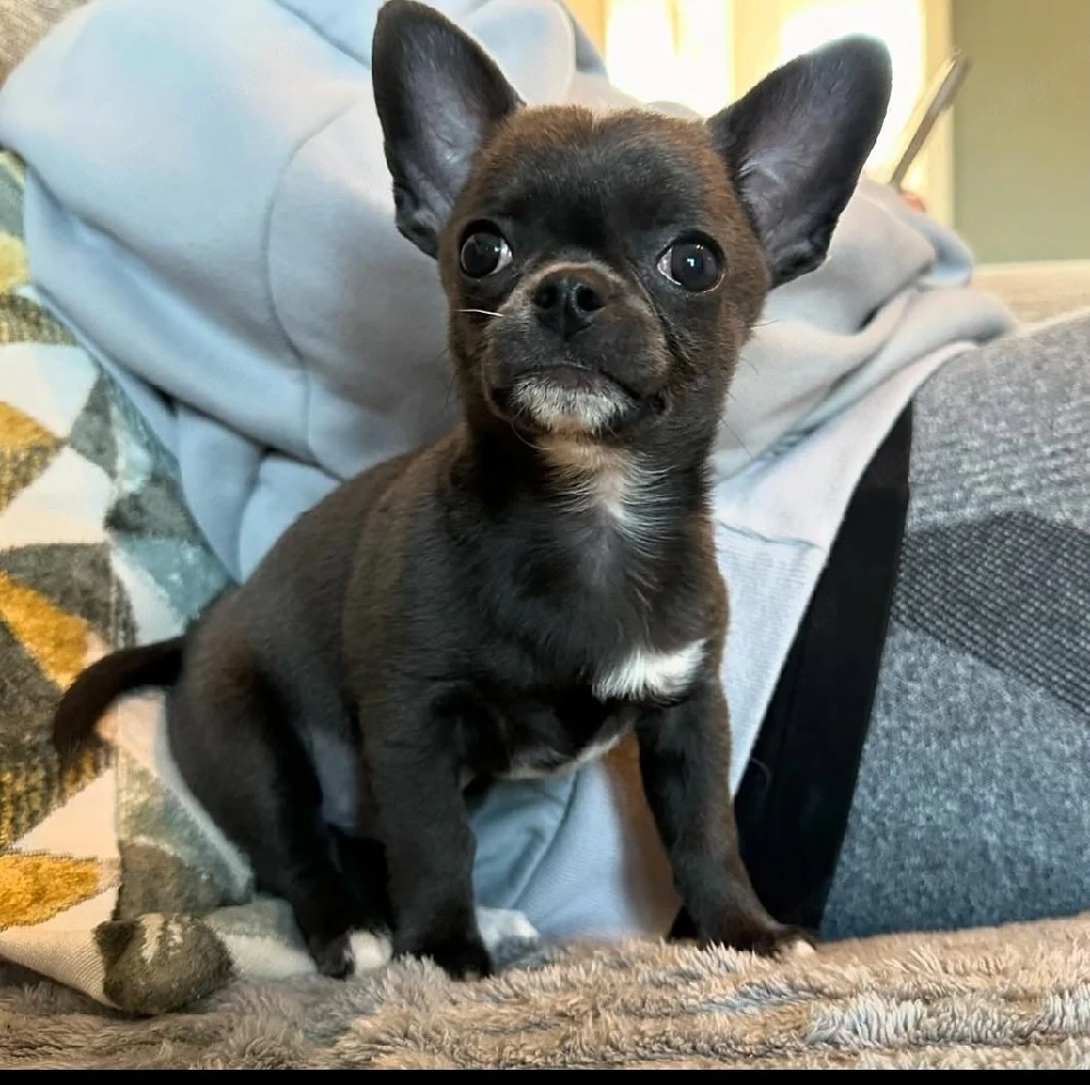 Entzückendes weibliches Chihuahua-Welpenmädchen sucht ein liebevolles Zuhause.