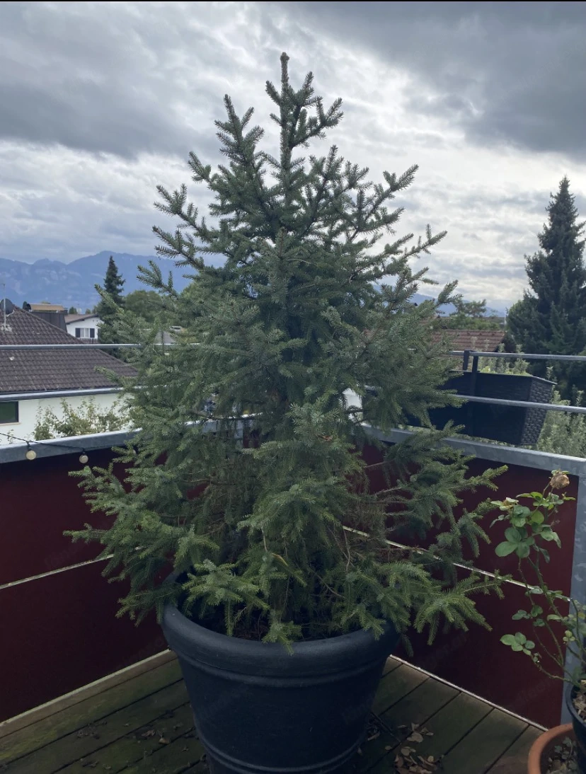 Lebendiger Christbaum (Fichte)