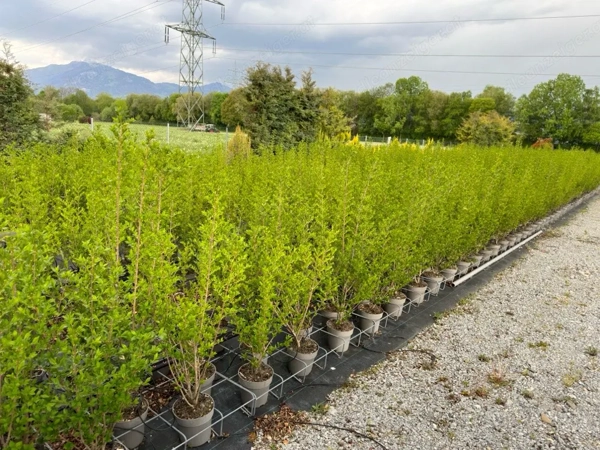 Liguster Heckenpflanzen aus dem Lndle frs Lndle in Hohenems - Pflanzen -  kostenlose Kleinanzeigen bei Laendleanzeiger.at