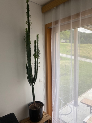 Kaktus Bild 1