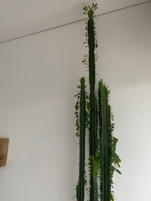 Kaktus Bild 2