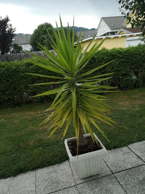 Palmen verschiedene Größen Bild 2