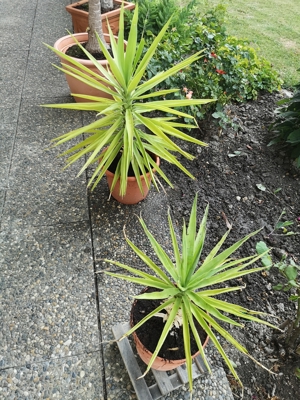 Palmen verschiedene Größen Bild 5