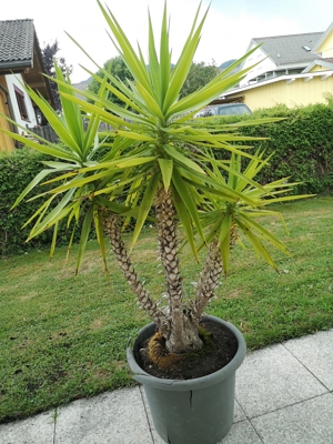 Palmen verschiedene Größen Bild 4