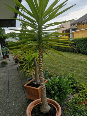 Palmen verschiedene Größen Bild 1