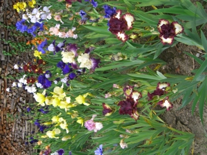Traumhaft schöne Garten-Iris Bild 2