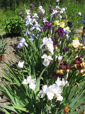 Traumhaft schöne Garten-Iris Bild 5