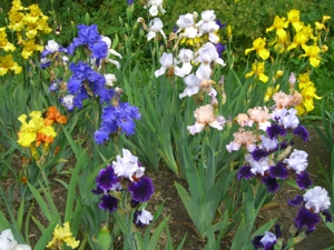 Traumhaft schöne Garten-Iris Bild 3