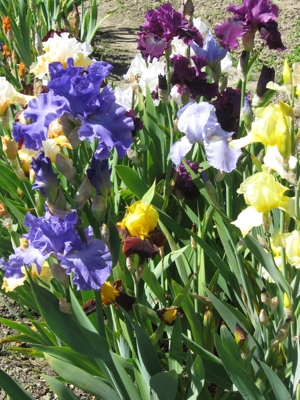 Traumhaft schöne Garten-Iris Bild 4