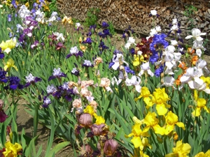 Traumhaft schöne Garten-Iris Bild 1