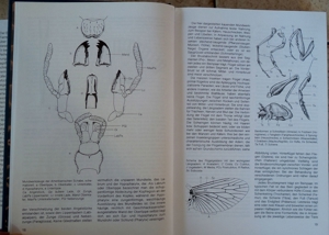 Die große Enzyklopadie; Urania Tierreich: Insekten; Bild 7