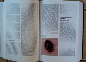 Die große Enzyklopadie; Urania Tierreich: Insekten; Bild 9