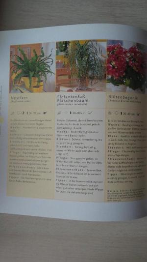Easy-Zimmerpflanzen, Ganz ohne Erfahrung zum Pflanzenparadies Bild 3