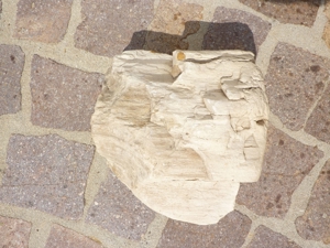 Versteinertes Holz aus Antigua