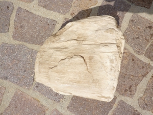 Versteinertes Holz aus Antigua Bild 2