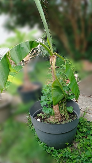 Bananen Palmen Yukka Farne Flieder Jasmin Pflanzen Bild 2