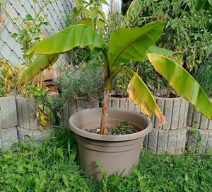 Bananen Palmen Yukka Farne Flieder Jasmin Pflanzen Bild 6