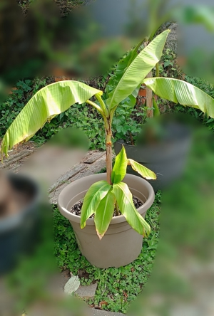 Bananen Palmen Yukka Farne Flieder Jasmin Pflanzen Bild 3