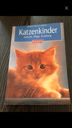 Für Katzenfans: diverse Bücher etc. ab 1,50 Euro Bild 2