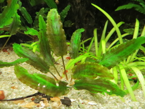 Aquarium Pflanzen - Wasserpflanzen Bild 8