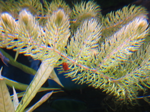 Aquarium Pflanzen - Wasserpflanzen Bild 4