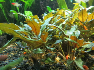 Aquarium Pflanzen - Wasserpflanzen Bild 7
