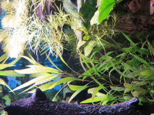 Aquarium Pflanzen - Wasserpflanzen Bild 2