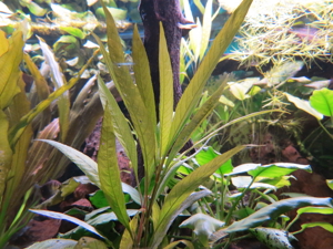Aquarium Pflanzen - Wasserpflanzen Bild 3