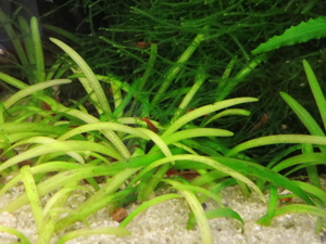 Aquarium Pflanzen - Wasserpflanzen Bild 5