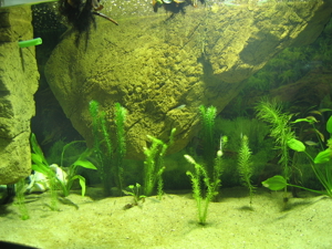 Aquarium Bild 1