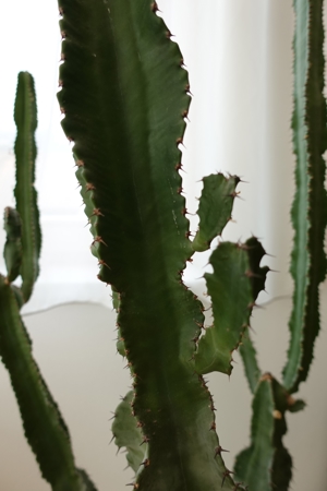 Kaktus Euphorbia - Wolfsmilchkaktus Bild 2