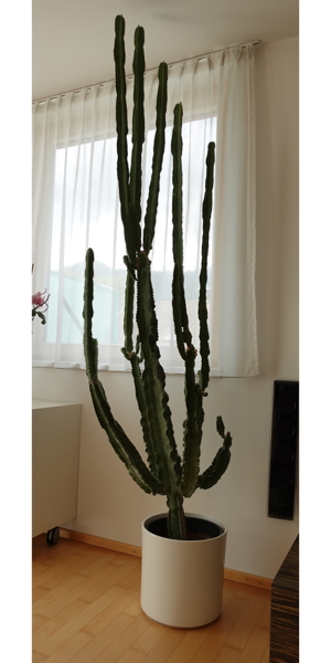 Kaktus Euphorbia - Wolfsmilchkaktus Bild 1