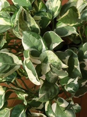 Pflanzen Ableger, Philodendron N Joy Bild 3