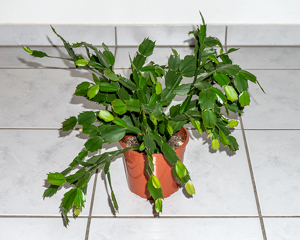 Zimmerpflanze Weihnachtskaktus, Ampelpflanze, Kaktus, Bild 2