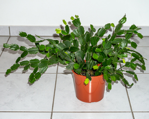 Zimmerpflanze Weihnachtskaktus, Ampelpflanze, Kaktus, Bild 1