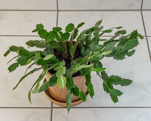 Zimmerpflanze Weihnachtskaktus, Ampelpflanze, Kaktus, Bild 3