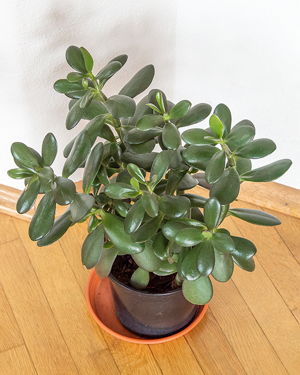 Zimmerpflanze, Geldbaum, Pfennigbaum, Dickblatt, Crassula ovata Bild 3