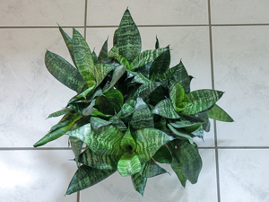 Zimmerpflanze, Grünpflanze, Bogenhanf, niedrig, Sansevieria, Bild 1