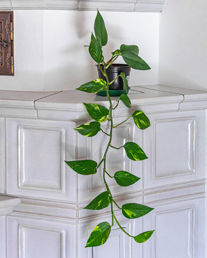 Zimmerpflanze, Efeutute, Grünpflanze, 180 cm, Bild 3