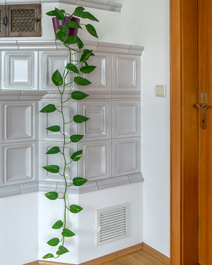 Zimmerpflanze, Efeutute, Grünpflanze, 180 cm, Bild 1