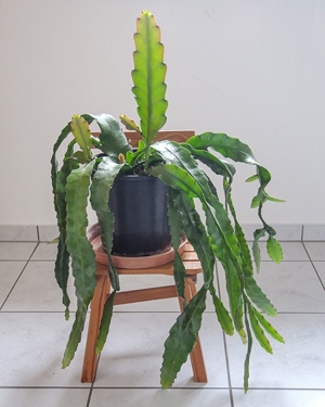 roter Blattkaktus, Epiphyllum, Kaktus, Kakteen Bild 4