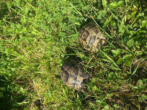 Landschildkröten Bild 2