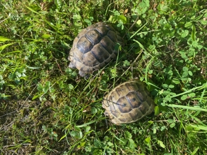 Landschildkröten Bild 1